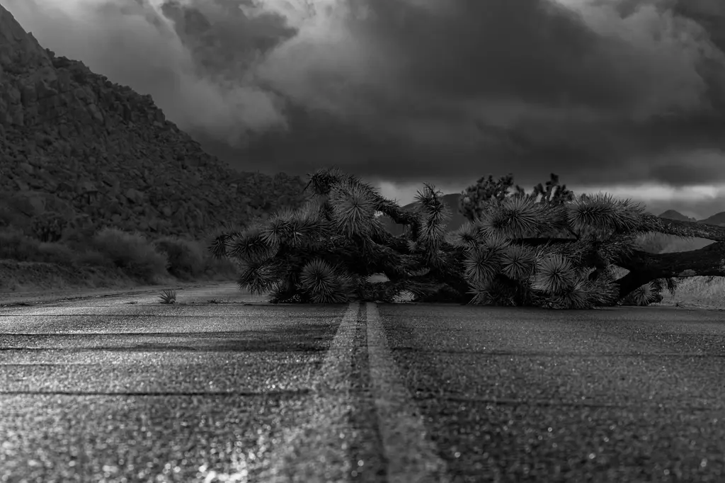 A view of Ancient Joshua Trees Discovery in Joshua Tree National Park, CA on the Hidden Valley Trail at night in Autumn.